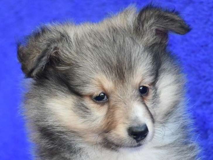 À vendre des chiots Bergers des Shetland fauves LOF
