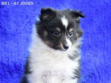 À vendre des chiots Bergers des Shetland fauves LOF