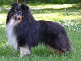 À vendre des chiots Bergers des Shetland fauves LOF