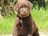 Des chiots Labrador Retrievers LOF chocolat &agrave; r&eacute;server