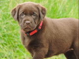 Des chiots Labrador Retrievers LOF chocolat &agrave; r&eacute;server