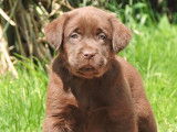 Des chiots Labrador Retrievers LOF chocolat &agrave; r&eacute;server