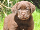 Des chiots Labrador Retrievers LOF chocolat &agrave; r&eacute;server