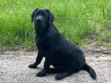Un chiot mâle Labrador Retriever LOF noir à vendre
