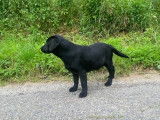 Un chiot mâle Labrador Retriever LOF noir à vendre