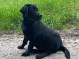 Un chiot mâle Labrador Retriever LOF noir à vendre