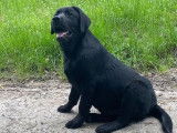 Un chiot mâle Labrador Retriever LOF noir à vendre