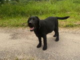 Un chiot mâle Labrador Retriever LOF noir à vendre