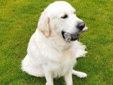 Mâle Golden Retriever disponible pour saillie