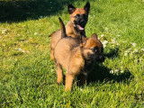 6 chiots Bergers Belges Malinois LOF à réserver