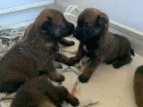 6 chiots Bergers Belges Malinois LOF à réserver