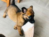 6 chiots Bergers Belges Malinois LOF à réserver