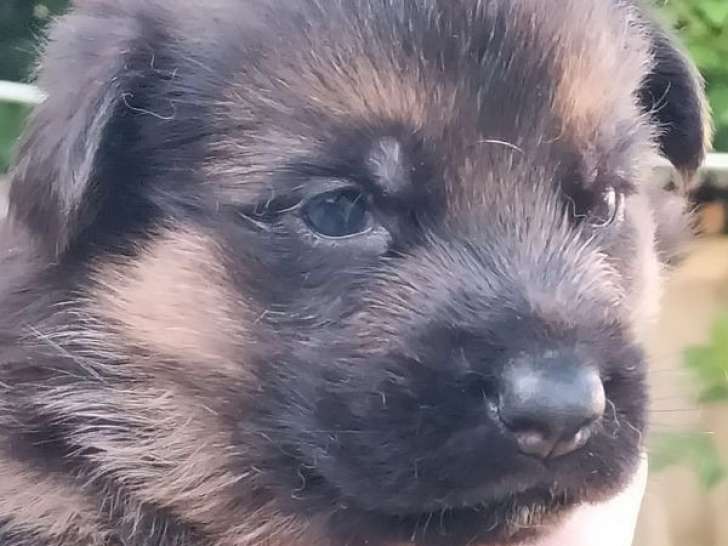 À réserver 3 chiots Bergers Allemands LOF