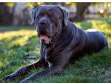Mâle Cane Corso bleu disponible pour saillie