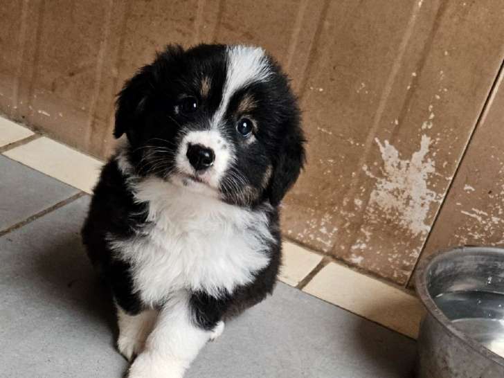 6 chiots Bergers Américains Miniatures LOF à vendre