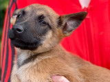 À vendre 3 chiots Malinois fauves LOF