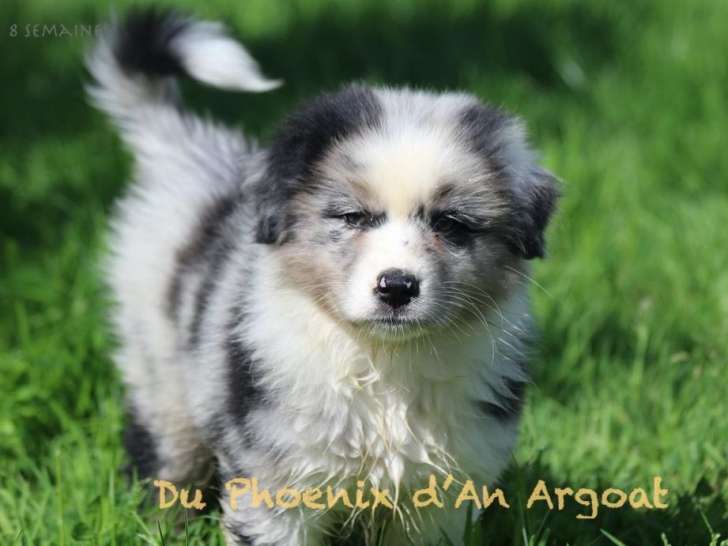 4 chiots Bergers Australiens LOF disponibles à l’achat