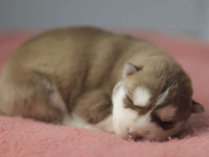 Disponible à la réservation un chiot mâle Husky Sibérien LOF