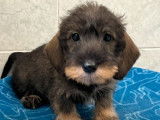 Un chiot femelle Teckel Nain de couleur sanglier LOF à acheter