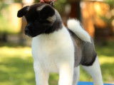 2 chiots Akita Américains LOF à acheter