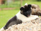 2 chiots Akita Américains LOF à acheter