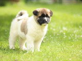 2 chiots Akita Américains LOF à acheter