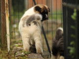2 chiots Akita Américains LOF à acheter