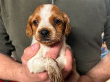 7 chiots Épagneuls Bretons LOF disponibles à la réservation