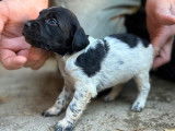 7 chiots Épagneuls Bretons LOF disponibles à la réservation