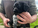 7 chiots Épagneuls Bretons LOF disponibles à la réservation