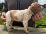 7 chiots Épagneuls Bretons LOF disponibles à la réservation