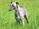 Chien mâle adulte Whippet de 3 ans disponible à la vente (LOF)