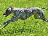 Chien mâle adulte Whippet de 3 ans disponible à la vente (LOF)