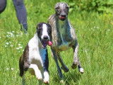Chien mâle adulte Whippet de 3 ans disponible à la vente (LOF)