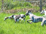 À acheter une chienne Whippet LOF de moins de 4 ans