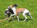 Une chienne Whippet de 2 ans à vendre (LOF)