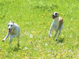 Une chienne Whippet de 2 ans à vendre (LOF)
