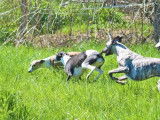 Une chienne Whippet de 2 ans à vendre (LOF)