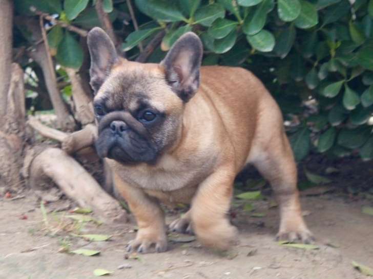 2 chiots Bouledogues Français rouge disponibles à la vente