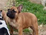 2 chiots Bouledogues Fran&ccedil;ais rouge disponibles &agrave; la vente
