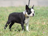 1 chiot mâle Boston Terrier disponible à la vente (LOF)