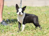1 chiot mâle Boston Terrier disponible à la vente (LOF)