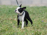 1 chiot mâle Boston Terrier disponible à la vente (LOF)