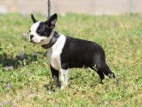 1 chiot mâle Boston Terrier disponible à la vente (LOF)
