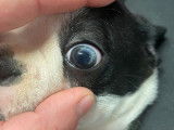 1 chiot mâle Boston Terrier disponible à la vente (LOF)