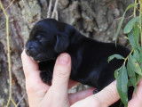 Des chiots mâles Cockers Anglais noirs LOF à réserver