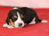 7 chiots Beagles LOF disponibles à la réservation