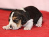 7 chiots Beagles LOF disponibles à la réservation