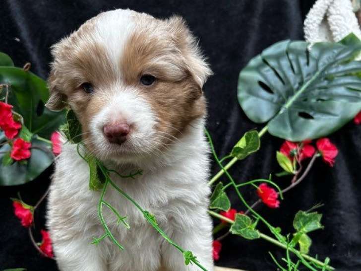 4 chiots Bergers Australiens disponibles à la réservation (LOF)