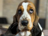 Des chiots Basset Hounds LOF disponibles à la vente